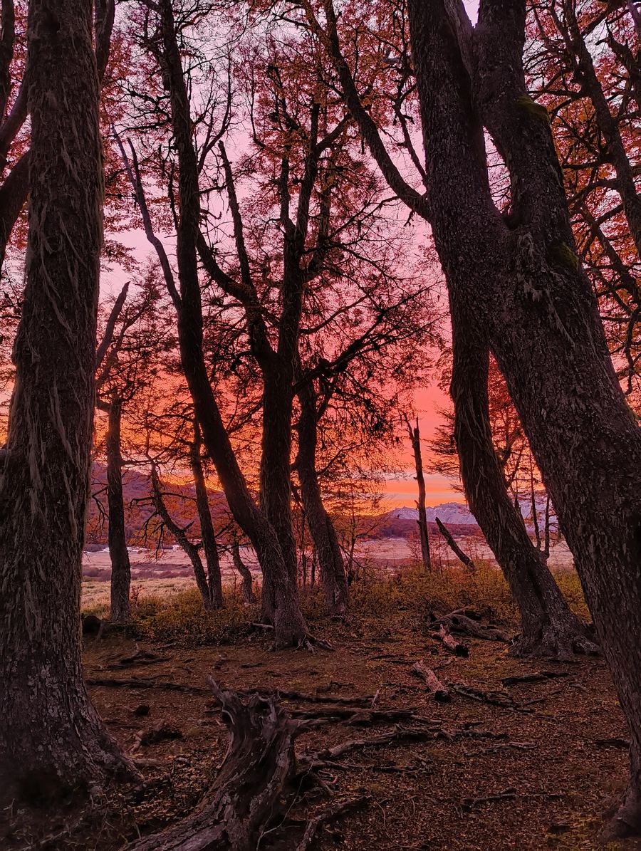 Bosque de lengas al atardecer